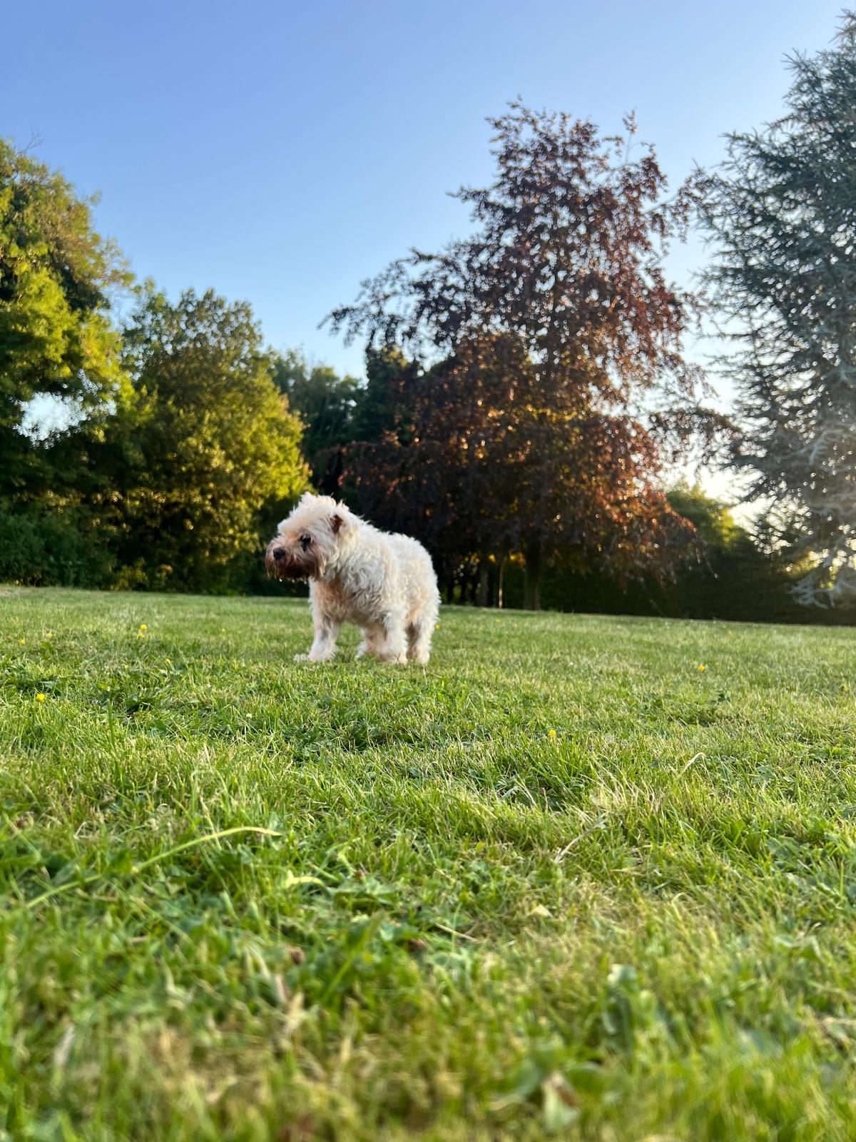 Mufasa standing in the sunshine on the lawn