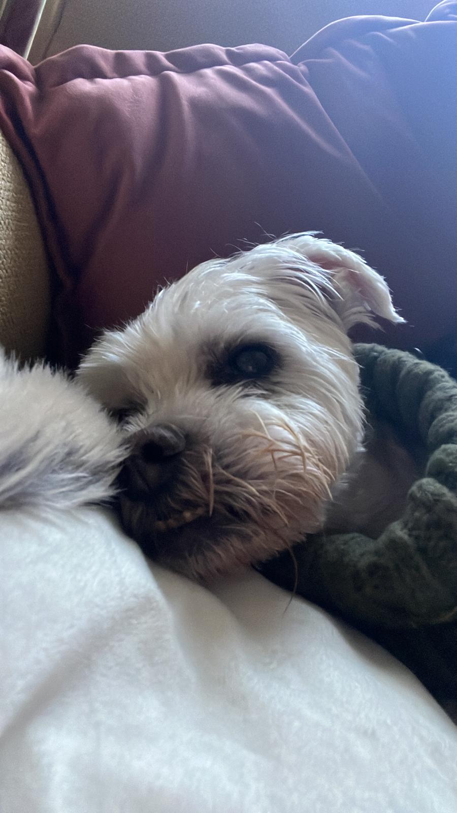 Mufasa resting against a soft blanket at home